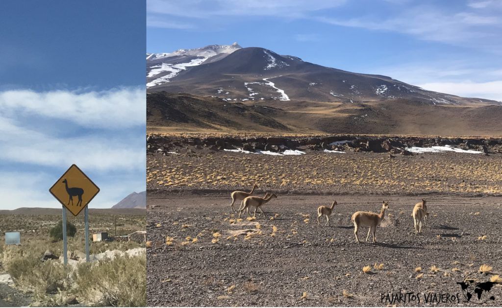 desierto San Pedro de Atacama sin gluten free chile viaje