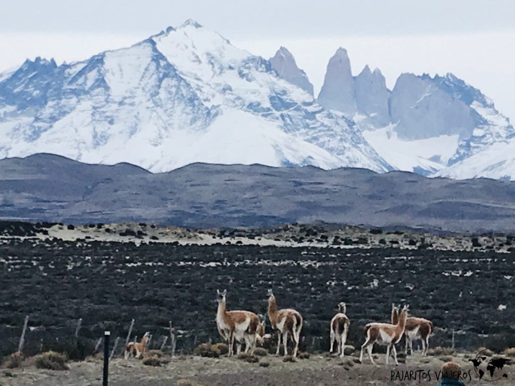 Parque Torres del Paine sin gluten free chile viaje