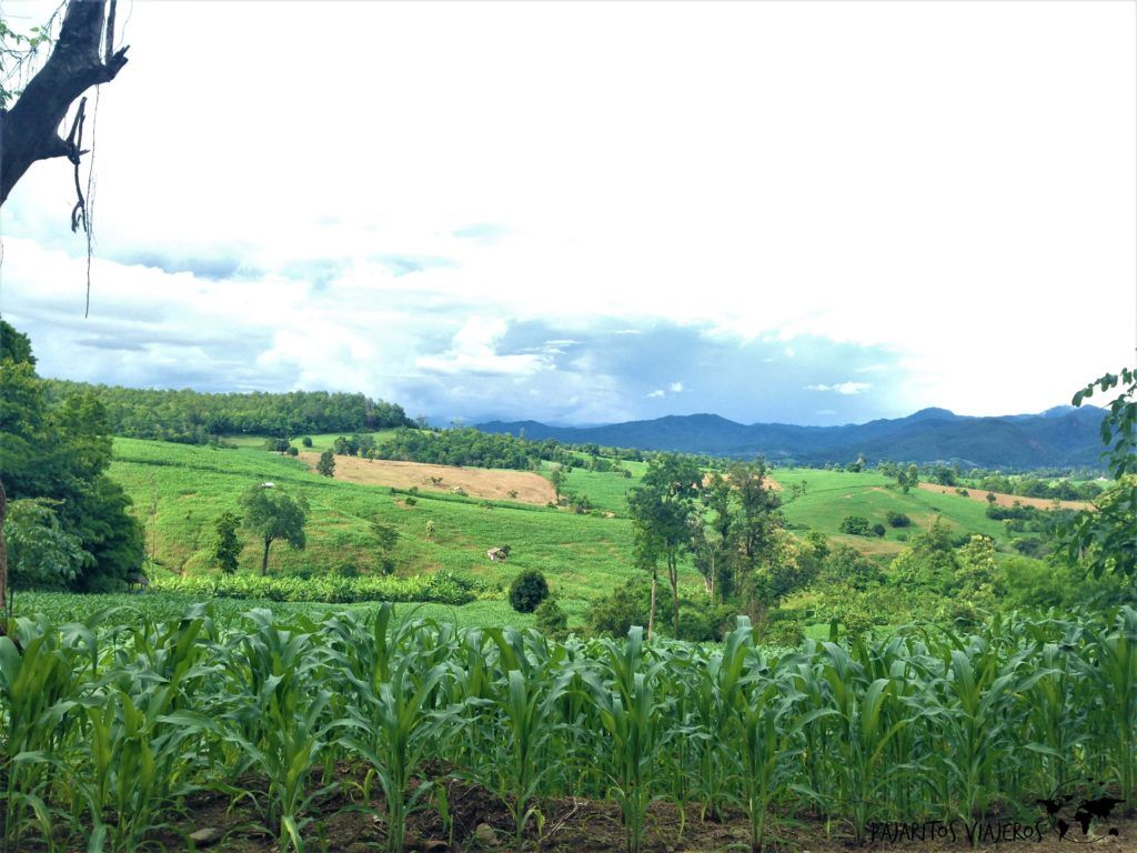 Pai, campos arroz, campos maiz sin gluten free tailandia viaje