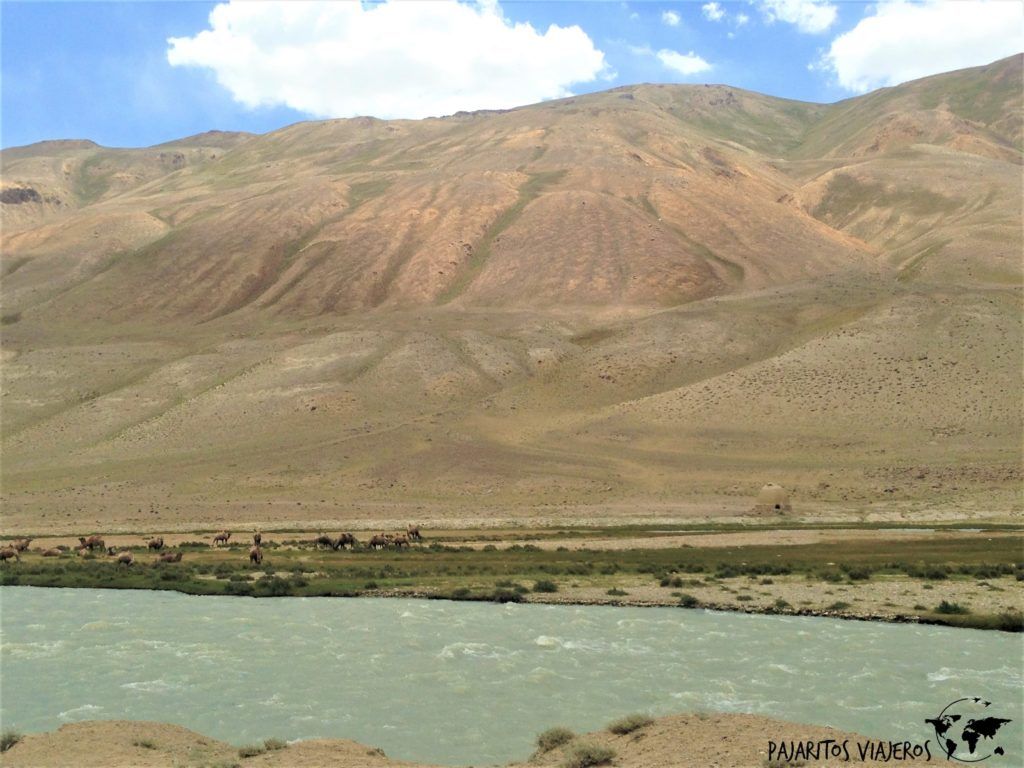 Camellos en Afganistan frontera