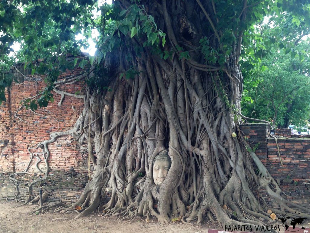 Ayutthaya, Wat Maha That sin gluten free tailandia viaje
