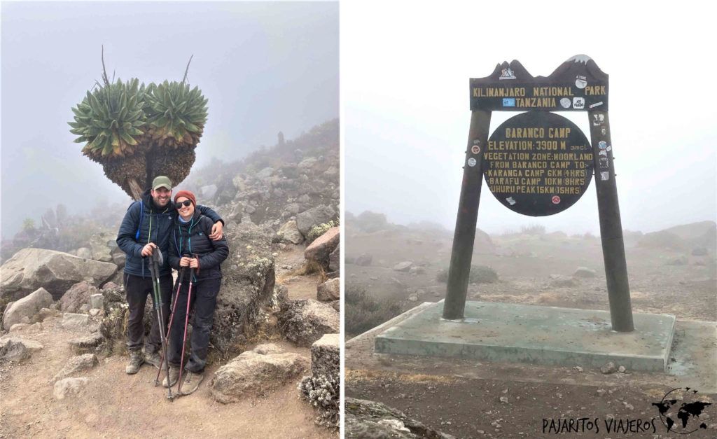 Kilimanjaro Tanzania Lemosho Sin Gluten Free