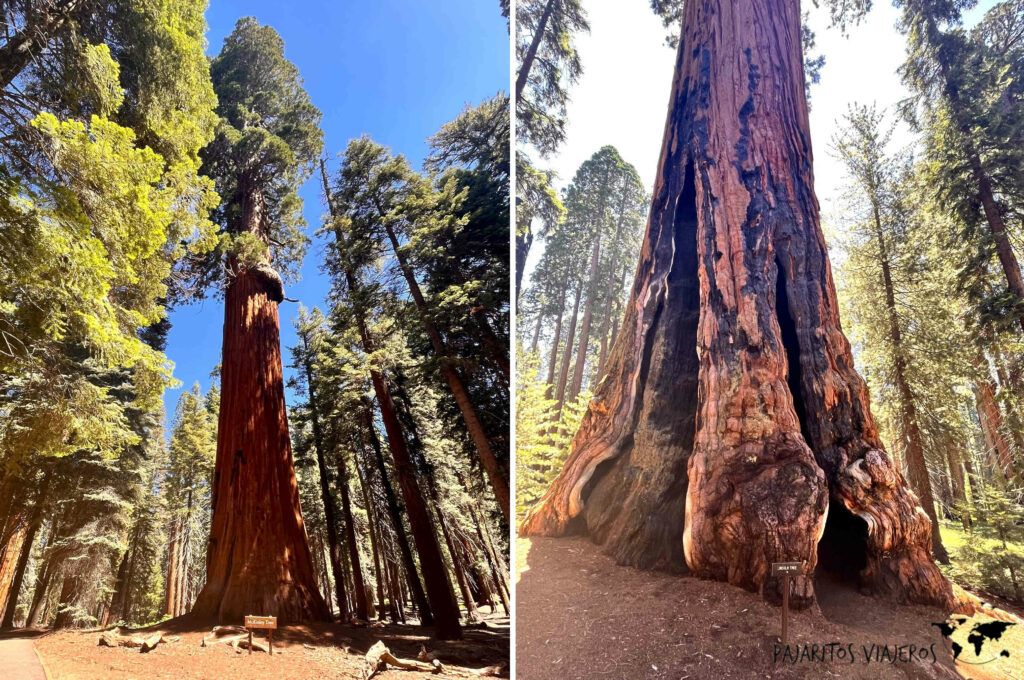 viaje sin gluten free usa estados unidos sequoia secuoya