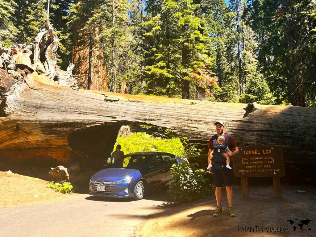 viaje sin gluten free usa estados unidos sequoia secuoya