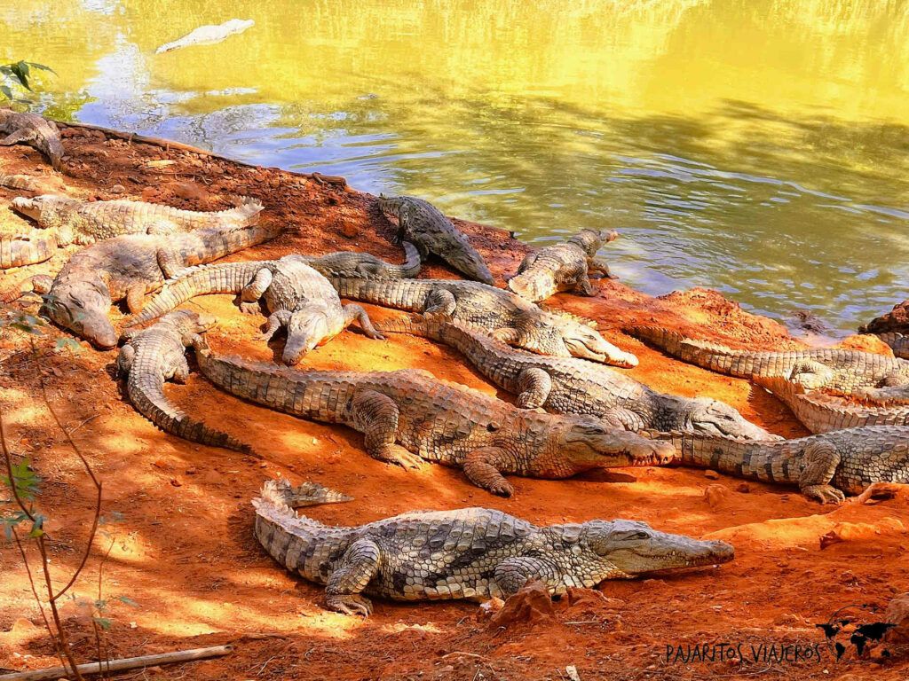 senegal dakar reserva bandia