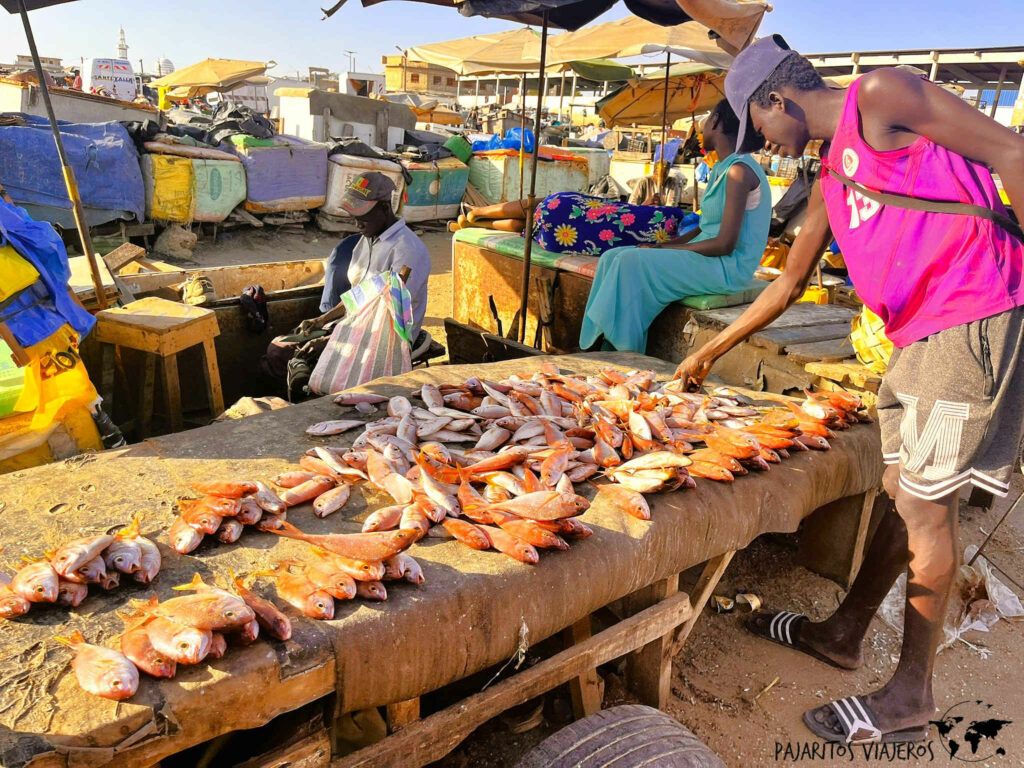 senegal dakar mbour pesca