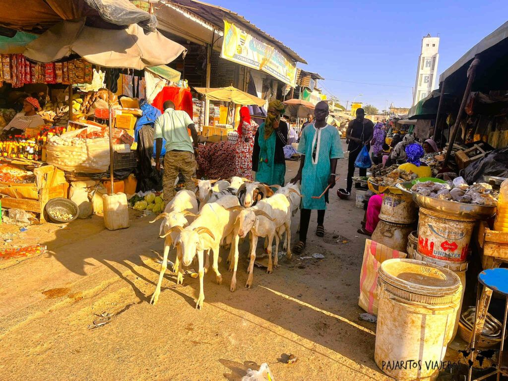 senegal dakar mbour pesca